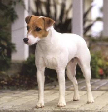 Jack Russell Terrier - descrierea rasei, fotografii, canițe, cățeluși