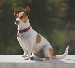 Jack Russell Terrier - descrierea rasei, fotografii, canițe, cățeluși