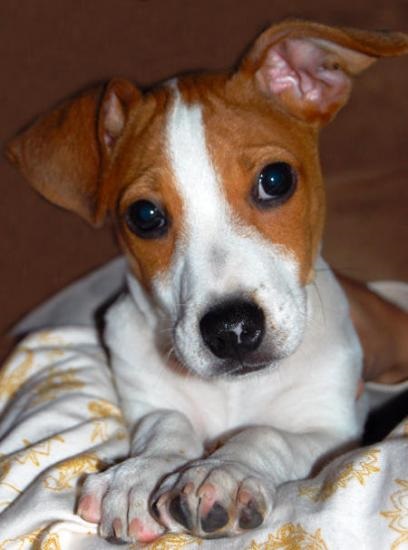 Jack Russell Terrier - descrierea rasei, fotografii, canițe, cățeluși