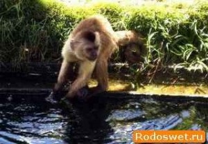 Efectul unei maimuțe sute sau maimuțe învățate să spele cartofii, rodosvet