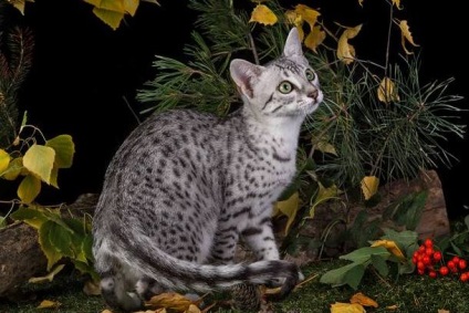 Egyptian Mau este o legendă care vine în casa ta