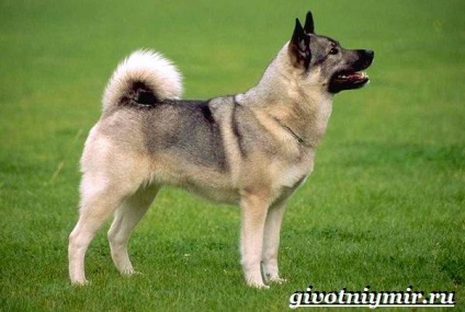 Elkhound kutya
