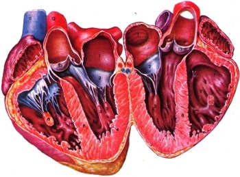 Enciclopedia omului