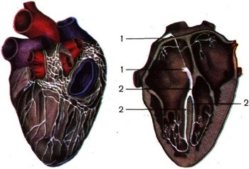 Enciclopedia omului