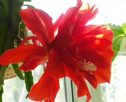 Epiphyllum - orice, dar nu albastru!