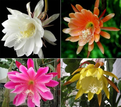 Epiphyllum - orice, dar nu albastru!