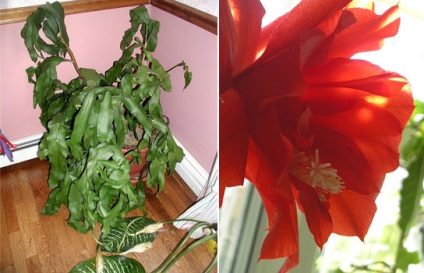 Epiphyllum - orice, dar nu albastru!