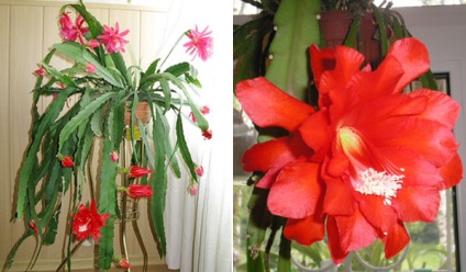 Epiphyllum - orice, dar nu albastru!