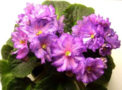Violete pe un pervaz, violete cu o colorare fantezie