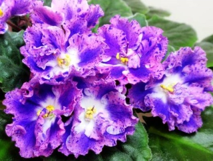 Violete pe un pervaz, violete cu o colorare fantezie