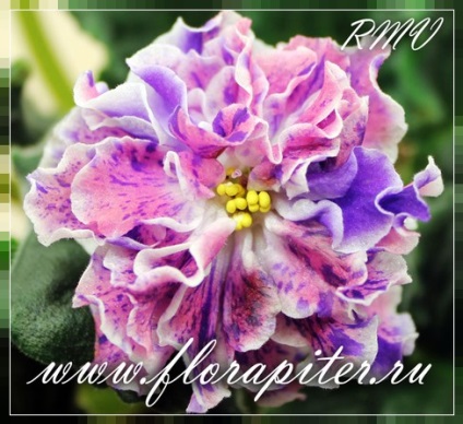 Violete cu - fantezie - culoare - violete colecționate din Sankt Petersburg