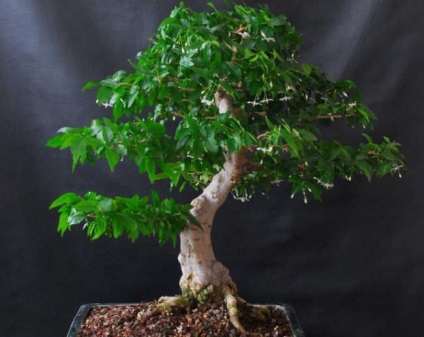 Descrierea sacră a lui Ficus, îngrijire la domiciliu, transplant, tăiere, boală, fotografie, video