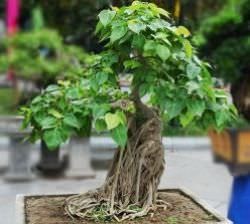 Ficus religiosa leírás, ápolási otthon, az átültetést, metszés, betegség, fotó, videó