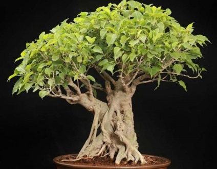 Ficus religiosa leírás, ápolási otthon, az átültetést, metszés, betegség, fotó, videó