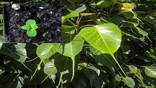 Ficus de îngrijire sacră la domiciliu, fotografie