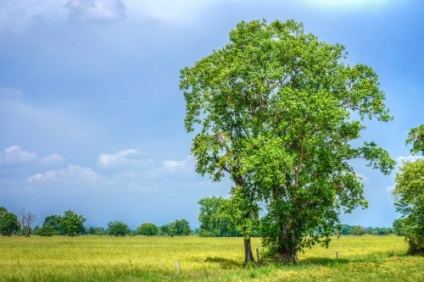 Ficus szent ellátás az otthoni, fotók