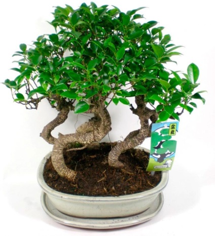 Ficus sacru - îngrijire la domiciliu, reproducere și transplant