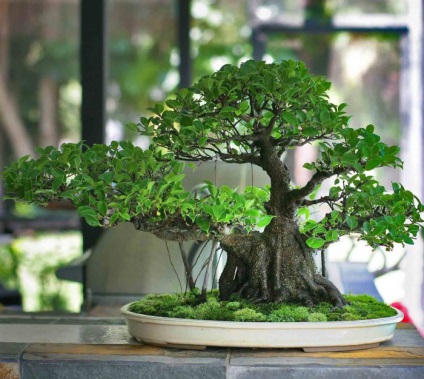 Ficus sacru - îngrijire la domiciliu, reproducere și transplant