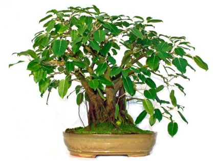 Ficus sacru - îngrijire la domiciliu, reproducere și transplant