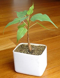 Ficus cultivarea sacră și îngrijirea, transplantul și reproducerea