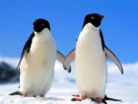 Unde locuiesc pinguinii?