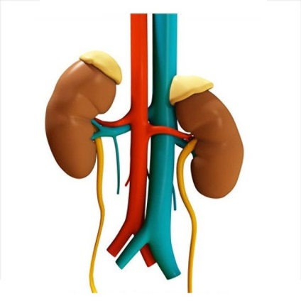 Hydronephrosis de rinichi - ceea ce este, hidronephrosis de rinichi stangi, hidronephrosis de rinichi dreapta