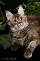Acasa - canisa - frumoasa pisica de rasa Maine Coon