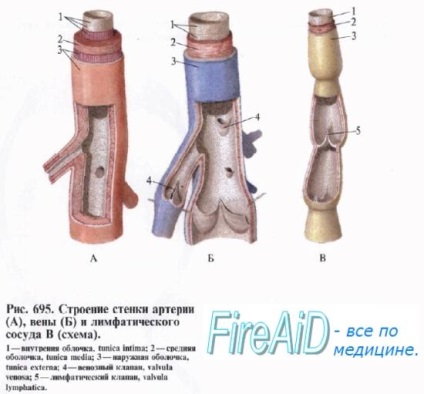 Hormonii vaselor de sânge