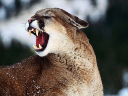 Mountain leu puma - un adversar demn pentru un adevărat vânător