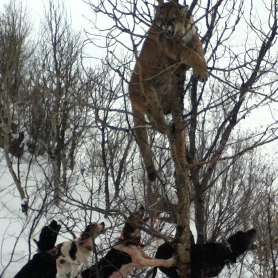Mountain leu puma - un adversar demn pentru un adevărat vânător