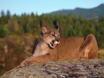 Mountain Lion puma - méltó ellenfele ez a vadász