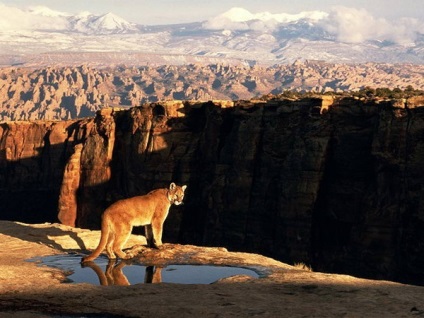 Mountain leu puma - un adversar demn pentru un adevărat vânător