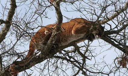 Mountain leu puma - un adversar demn pentru un adevărat vânător