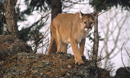 Mountain Lion puma - méltó ellenfele ez a vadász