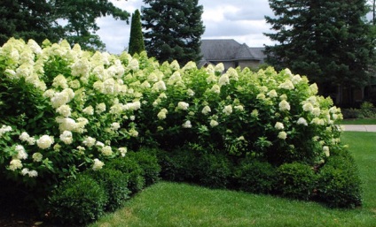 Hortensia petiolate plantarea și îngrijirea grădinii liana