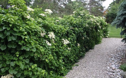 Hortensia petiolate plantarea și îngrijirea grădinii liana