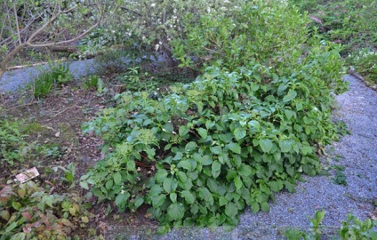 Hortensia petiolate plantarea și îngrijirea grădinii liana