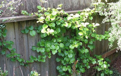 Hortensia petiolate plantarea și îngrijirea grădinii liana