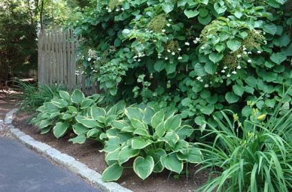 Hortensia petiolate plantarea și îngrijirea grădinii liana