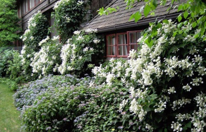 Hortensia petiolate plantarea și îngrijirea grădinii liana