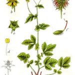 Herb Bennett gyógyszer tulajdonságait a növény gyökerei, a használata gyógynövények,