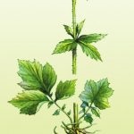 Herb Bennett gyógyszer tulajdonságait a növény gyökerei, a használata gyógynövények,