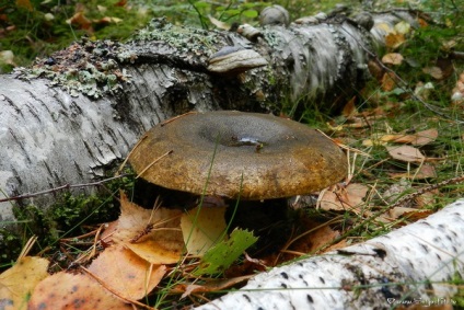 Galóca gomba (40 fotó) külleme fehér, fekete, festett, mint egy ehető, ehető, leírja, hogyan