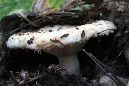 Galóca gomba (40 fotó) külleme fehér, fekete, festett, mint egy ehető, ehető, leírja, hogyan