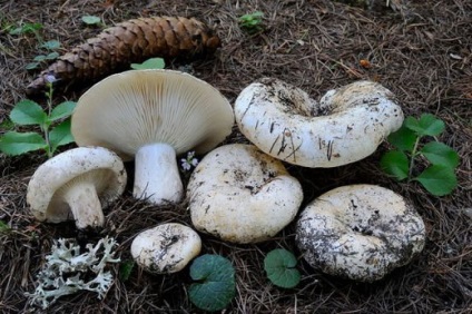 Ciuperci ciuperci - fotografie și descriere, specii, cum arată și unde cresc