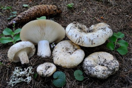 Gomba gomba - fotó és leírás, a fajok kinéznie, és ahol nő