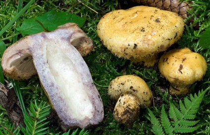 Ciuperci ciuperci - fotografie și descriere, specii, cum arată și unde cresc