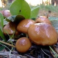Ciupercile de stridii - bune și rele