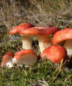 Ciuperci russula fotografie și descrierea speciilor de russula comestibile (caustic, galben, verde și altele)