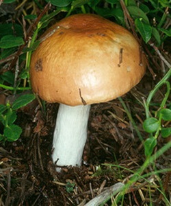 Ciuperci russula fotografie și descrierea speciilor de russula comestibile (caustic, galben, verde și altele)